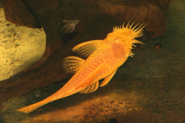 Ancistrus sp Gold